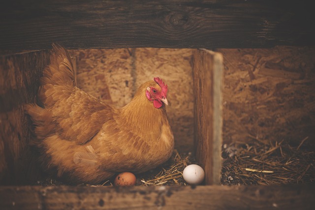 chicken-alinha-chocando Criar Galinhas: Guia Completo do Ovo ao Galinheiro Produtivo