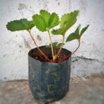 mudas-de-morango-150x150 Como Plantar Morangos em Casa: Guia Completo Passo a Passo