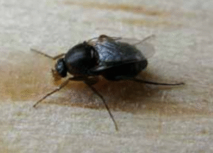 Forideos-Phoridae-300x216 Abelha Jataí: O Guia Completo para Criar e Atrair (+ Cursos 100% Gratuito)