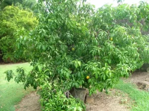 abiu-em-vaso-300x225 Abiu: Guia Completo de Como Plantar e Cultivar