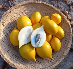 abiu-fruta-300x282 Abiu: Guia Completo de Como Plantar e Cultivar