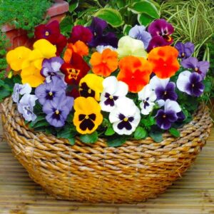 amor-perfeito-flor-300x300 Horta, Pomar e Jardim de Inverno: Os Segredos da Roça para uma Estação Farta e Colorida