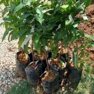 mudas-de-abiu-300x300 Abiu: Guia Completo de Como Plantar e Cultivar