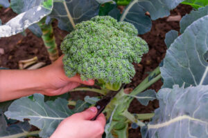 quanto-tempo-para-colher-brocolis-300x200 Cultivo de Brócolis: Um Guia Completo para Plantar e Colher Saúde