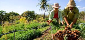 vida-na-roca-300x140 A Ilusão da Autossuficiência: Porque Tantos Desistem da Vida Rural