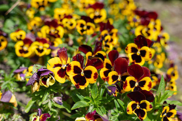 Amor-perfeito-Viola-x-Wittrockiana Flores de Inverno: Guia Completo para um Jardim Colorido