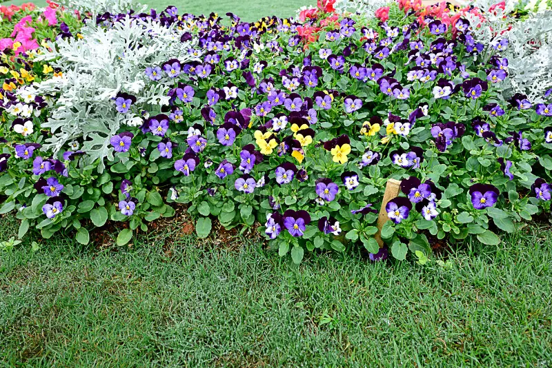 Amor-perfeito-de-jardim-e-Violeta-borboleta Flores de Inverno: Guia Completo para um Jardim Colorido
