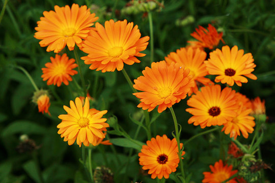 Calendula-ciclo Flores de Inverno: Guia Completo para um Jardim Colorido