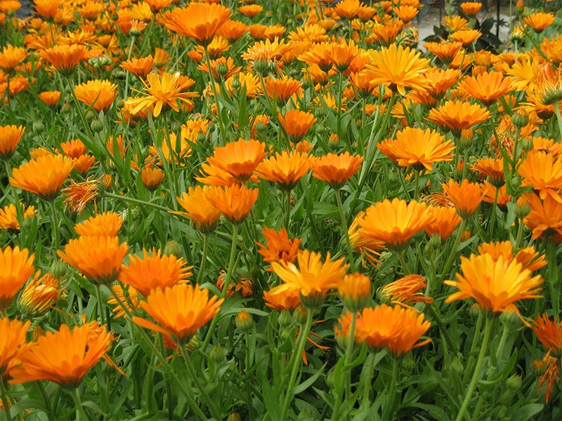Calendula Flores de Inverno: Guia Completo para um Jardim Colorido