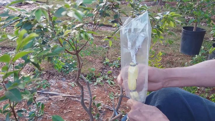 Muda-Enxertada-jabuticaba Cultivo de Jabuticaba: O Guia Completo para Iniciantes