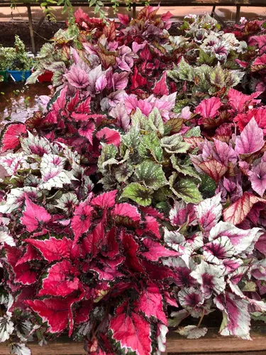begonia-rex Flores de Inverno: Guia Completo para um Jardim Colorido