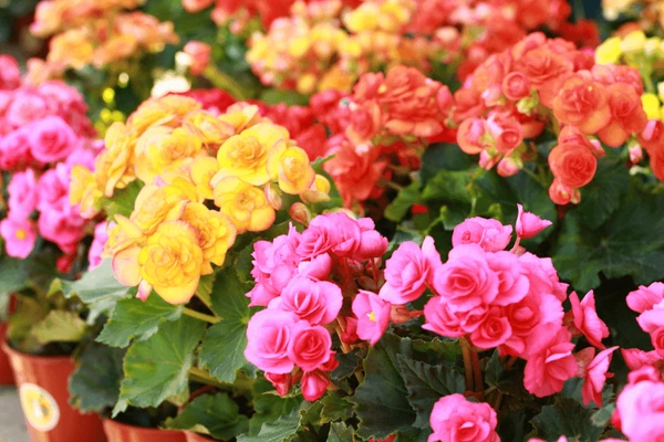 begonias-coloridas Flores de Inverno: Guia Completo para um Jardim Colorido