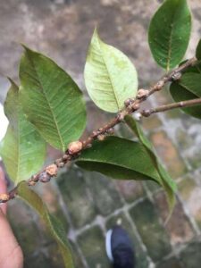 cochonilha-na-jabuticabeira-225x300 Cultivo de Jabuticaba: O Guia Completo para Iniciantes