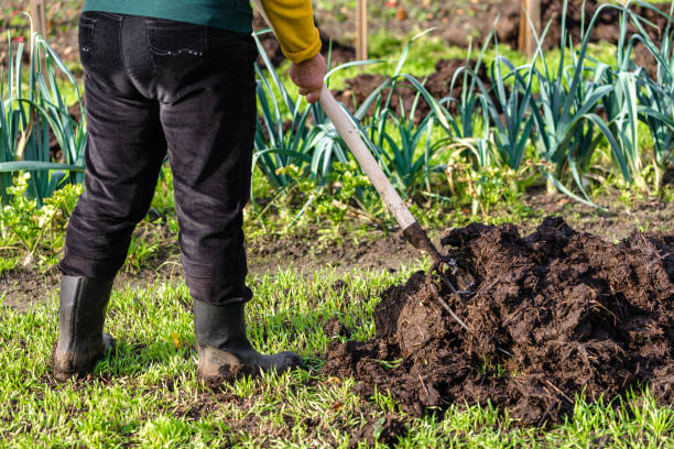 esterco-adubo Flores de Inverno: Guia Completo para um Jardim Colorido