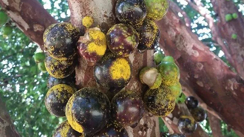 ferrugem-na-jabuticabeira Cultivo de Jabuticaba: O Guia Completo para Iniciantes
