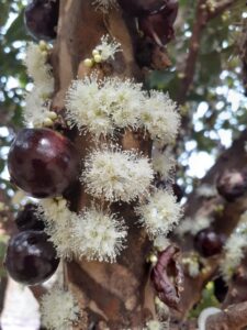 flor-da-jabuticabeira-225x300 Cultivo de Jabuticaba: O Guia Completo para Iniciantes