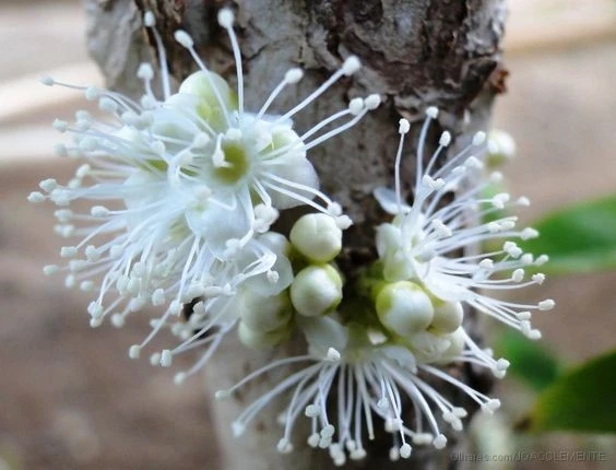 flor-da-jabuticabeira Cultivo de Jabuticaba: O Guia Completo para Iniciantes