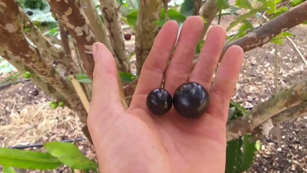 jabuticaba-olho-de-boi-1024x576 Cultivo de Jabuticaba: O Guia Completo para Iniciantes