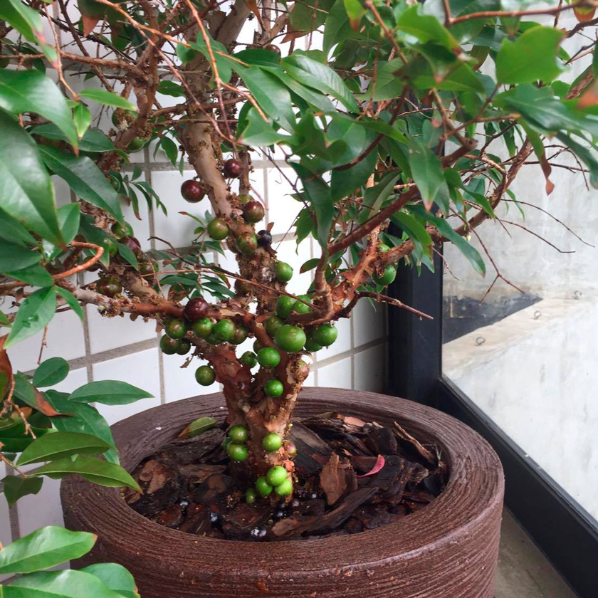 jabuticabeira-em-vaso-no-apartamento Cultivo de Jabuticaba: O Guia Completo para Iniciantes