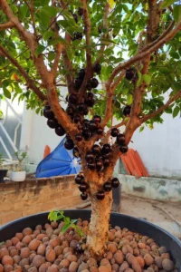 jabuticabeira-pequena-em-vaso-200x300 Cultivo de Jabuticaba: O Guia Completo para Iniciantes
