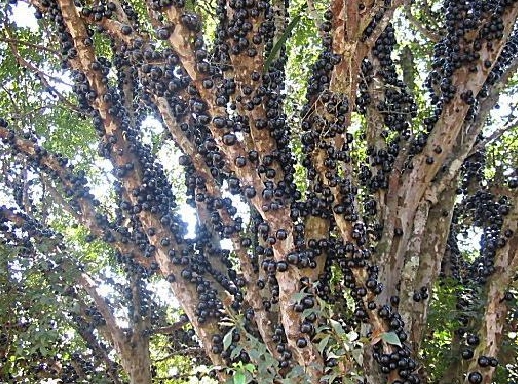 jabuticabeira-sabara-muito-grande Cultivo de Jabuticaba: O Guia Completo para Iniciantes