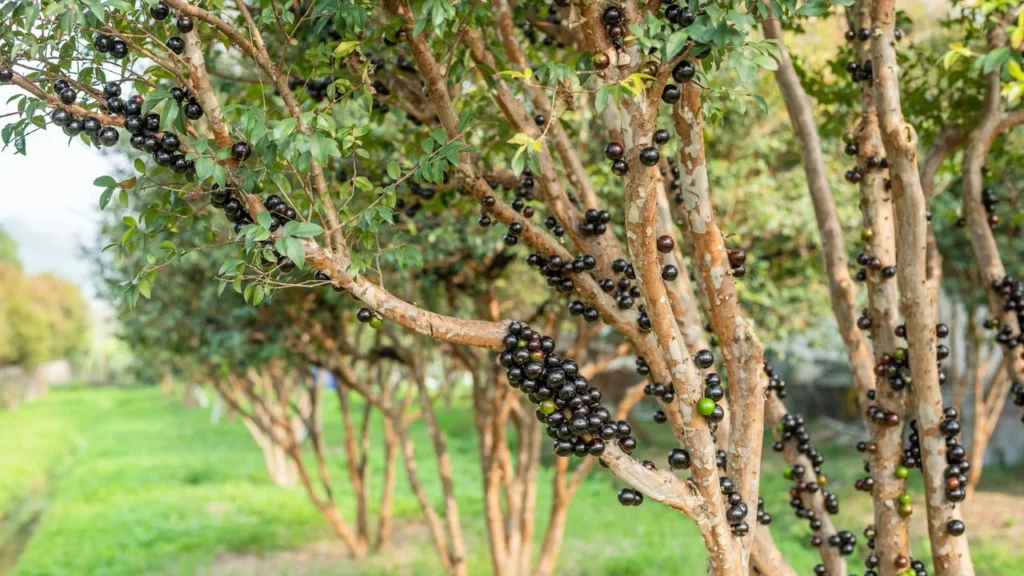 jabuticabeiras-1024x576 Cultivo de Jabuticaba: O Guia Completo para Iniciantes