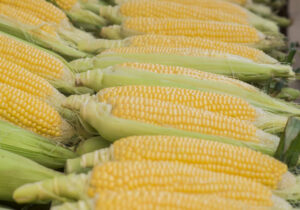 milho-doce-fresco-fresh-corns-market-espiga-de-milho-entre-as-folhas-verdes-300x210 Como Plantar Milho: Passo a Passo