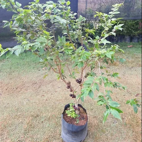 muda-de-jabuticabeira-hibrida Cultivo de Jabuticaba: O Guia Completo para Iniciantes