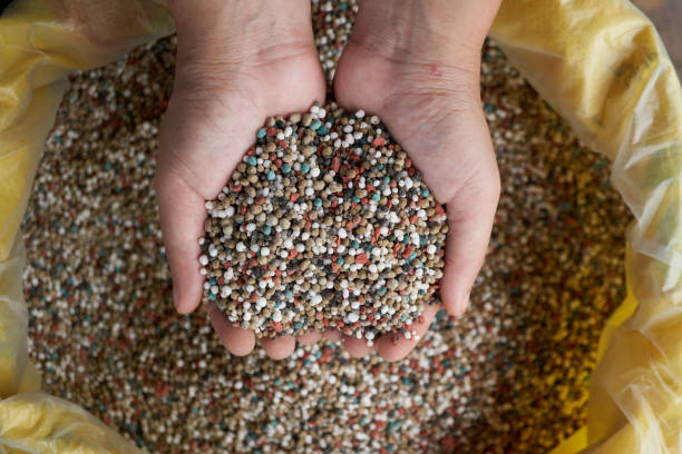 npk-crisantemo Flores de Inverno: Guia Completo para um Jardim Colorido