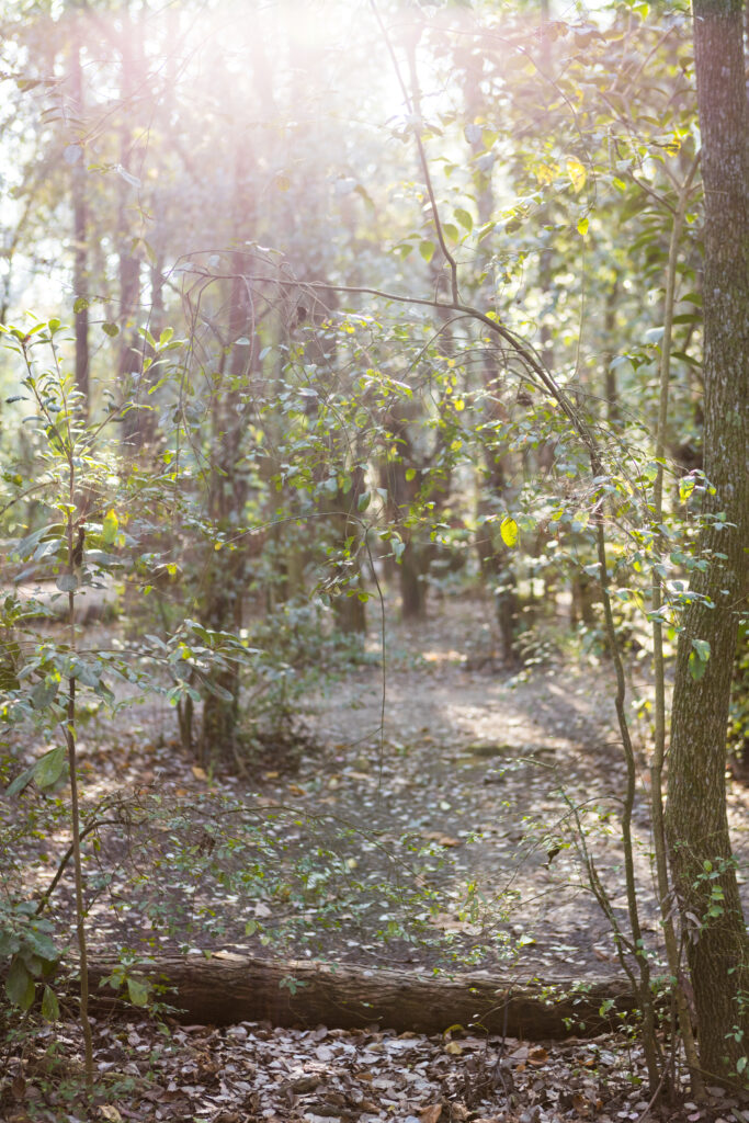 parque-com-arvores-ao-por-sol-683x1024 Flores de Inverno: Guia Completo para um Jardim Colorido