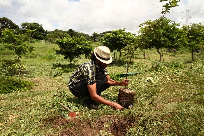 plantando-a-muda-de-jabuticaba Cultivo de Jabuticaba: O Guia Completo para Iniciantes