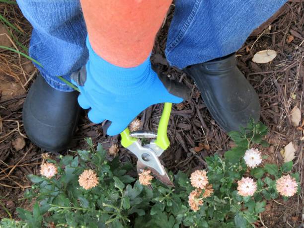 poda-crisantemo Flores de Inverno: Guia Completo para um Jardim Colorido