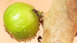pulgao-na-jabuticabeira Cultivo de Jabuticaba: O Guia Completo para Iniciantes