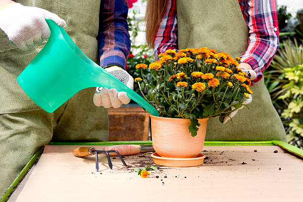 rega-do-crisantemo Flores de Inverno: Guia Completo para um Jardim Colorido