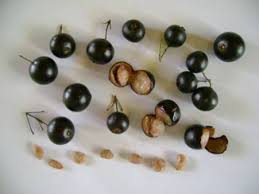 sementes-de-jabuticaba Cultivo de Jabuticaba: O Guia Completo para Iniciantes