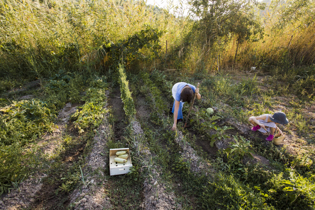 um-visao-aerea-de-mae-e-dela-filha-colheita-vegetal-em-campo-1024x683 Permacultura: A Arte de Conversar com a Terra para Criar Abundância