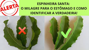 verdadeira-espinheira-santa Espinheira Santa: O Segredo da Roça para um Estômago Feliz!