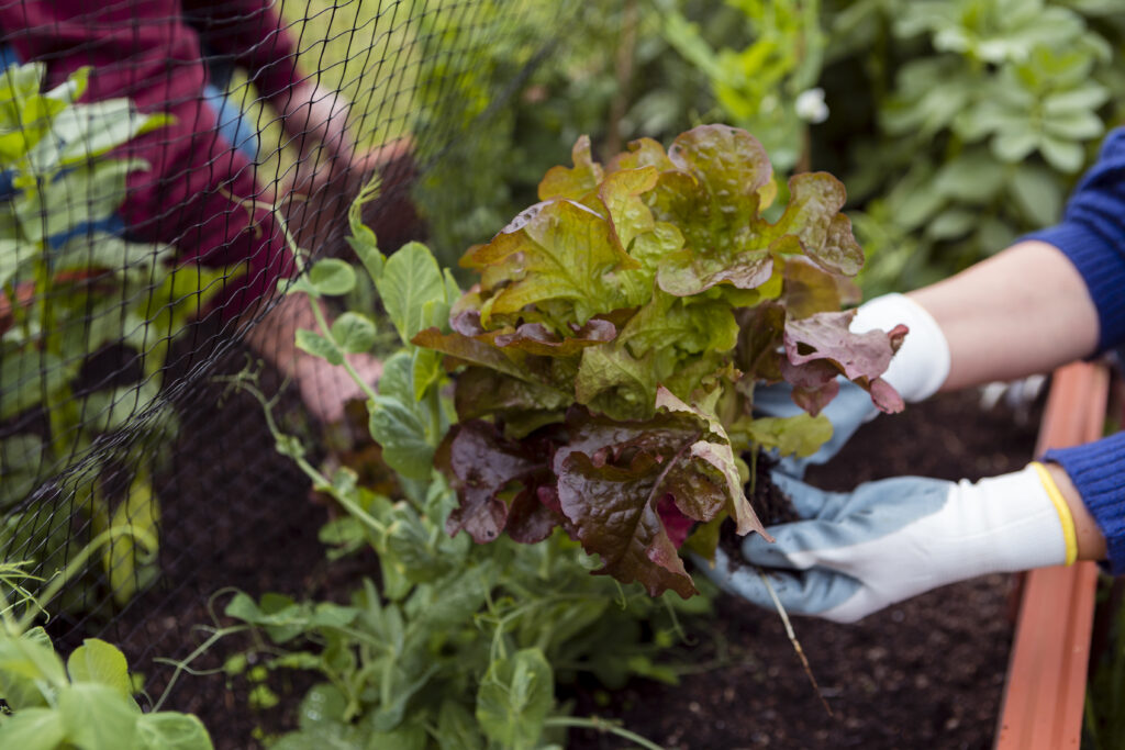 jardineiros-cuidando-de-plantas-1024x683 🌿 Horta Produtiva: Tabela Secreta de Plantas Companheiras (Quem Plantar Perto de Quem)