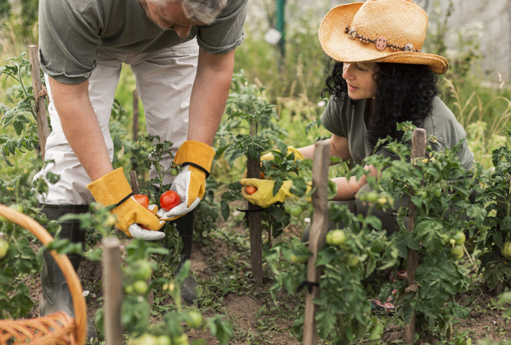par-velho-colher-tomates-1024x692 🌿 Horta Produtiva: Tabela Secreta de Plantas Companheiras (Quem Plantar Perto de Quem)