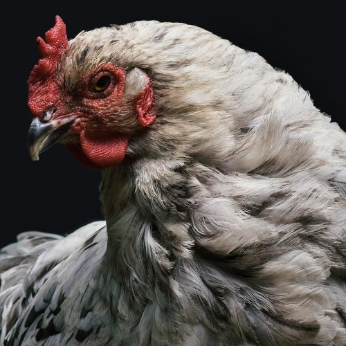 Gripe Aviária H5N1: Nova Pandemia? Casos em Humanos e Prevenção