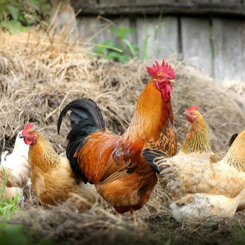 H7N9 nos EUA: Novo Surto de Gripe Aviária Acende Alerta Global