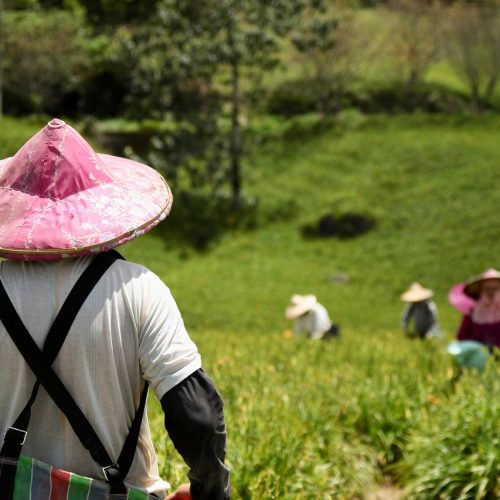 Dia Mundial da Agricultura e sua Importância para o Brasil e o Mundo