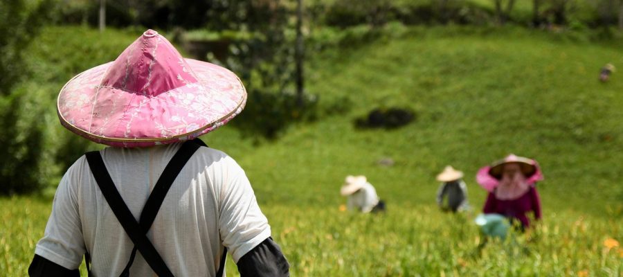 Dia Mundial da Agricultura e sua Importância para o Brasil e o Mundo