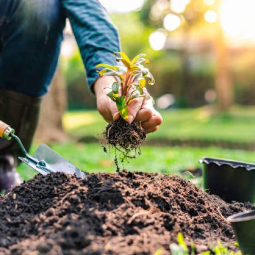World environment day reforesting, nature and ecology concept. The hands of the young man were planting the seedlings and tree growing into the soil while working in the garden as save the world, earth day,