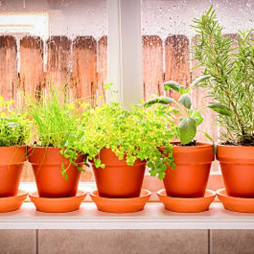 Variety of fresh herbs in terra cotta pots in a window sill. 2 shot pano